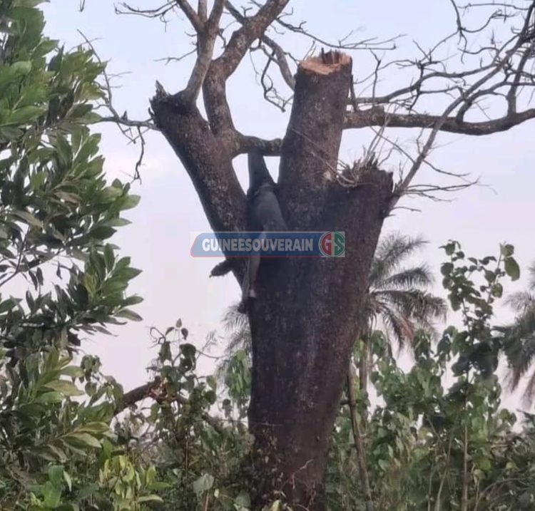 Kolon ( Boffa) : Abdoulaye Touré, la trentaine retrouvé mort sur un arbre dans sa plantation